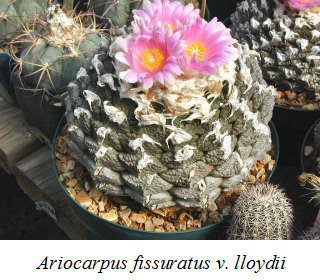 ariocarpus fissuratus v lloydii
